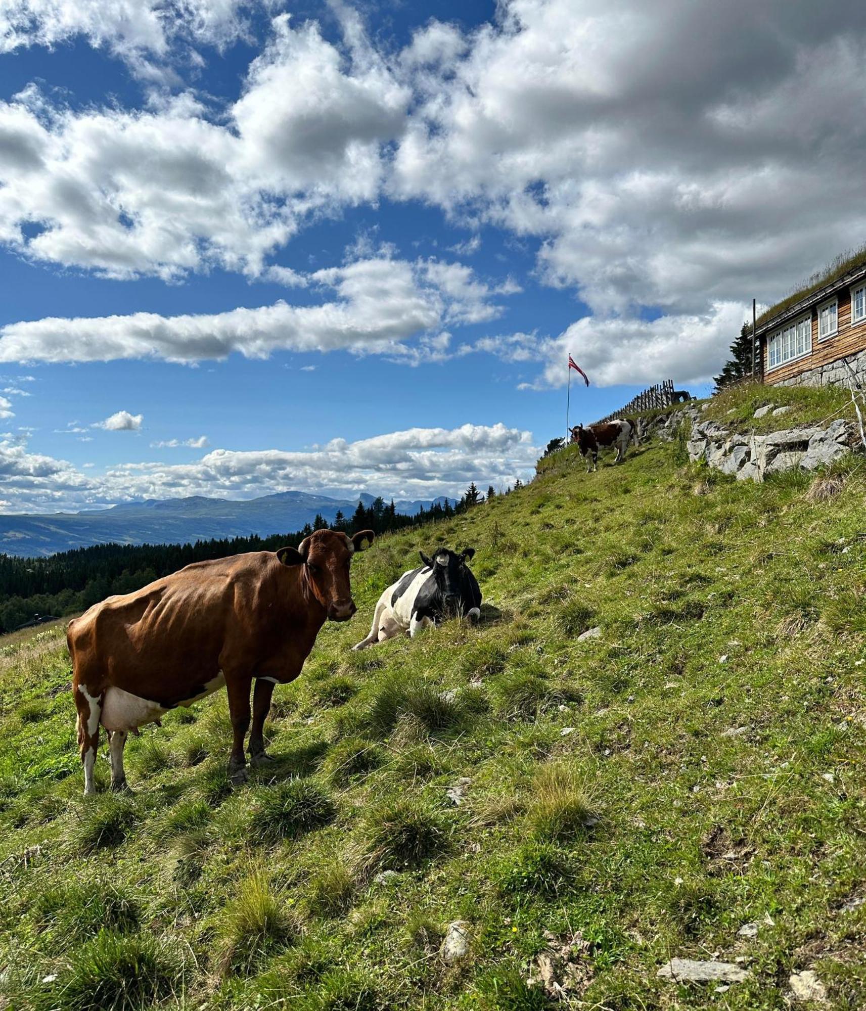 Lostegard Cabins Gol Zewnętrze zdjęcie